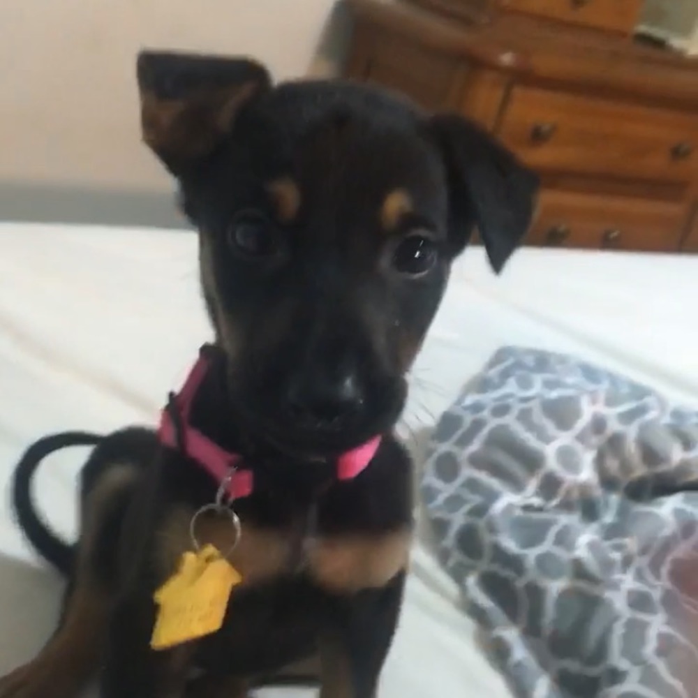 Meet your Posher, Abby